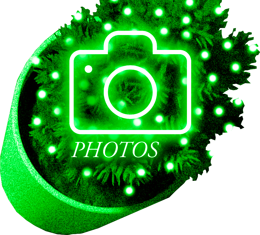 Pot de fleur au survol